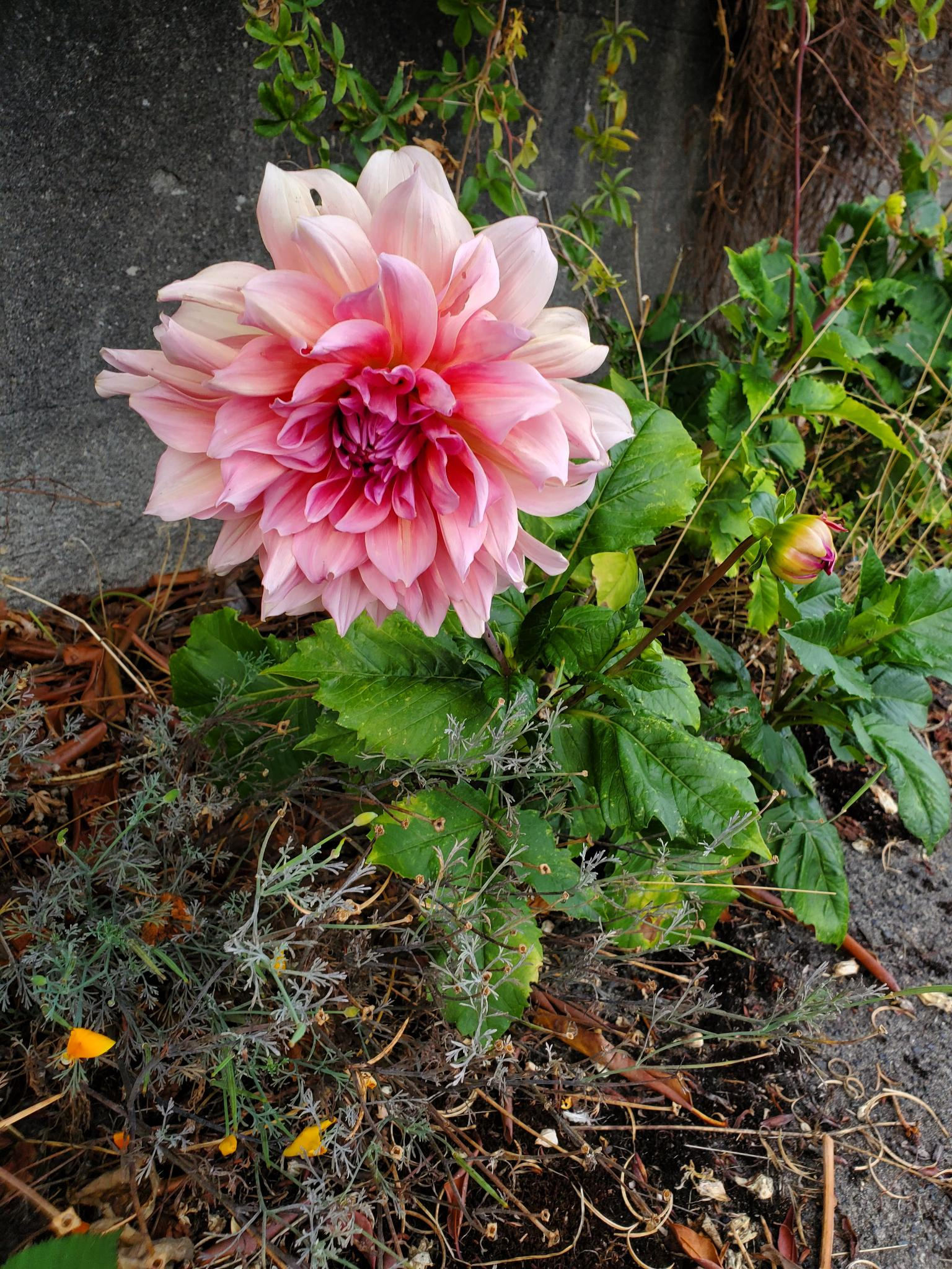 pink flower